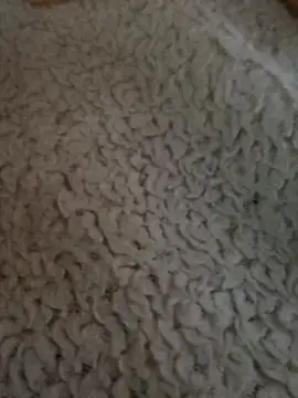 ChibolaSerranita live sex cam
