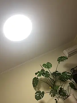 latava live sex cam