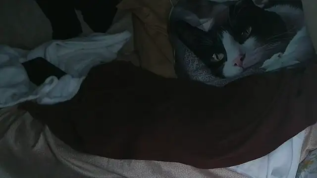 VeneRed live sex cam