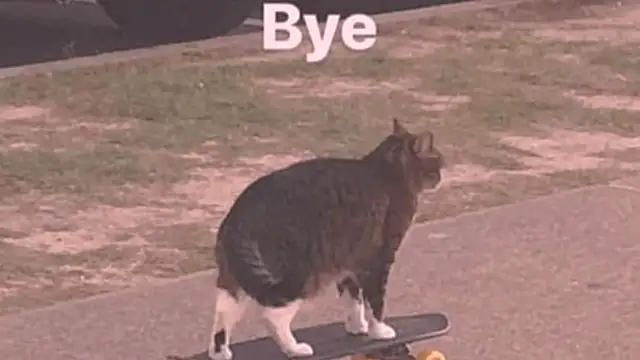 zinnia_'s cam snapshot