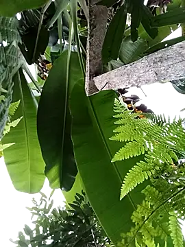 Ngocmi909's cam snapshot