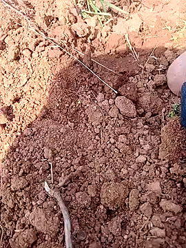 Shreyaaa_1's cam snapshot