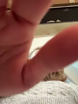 Wildmaca live sex cam