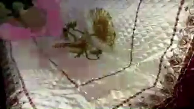 HoppedArea's cam snapshot