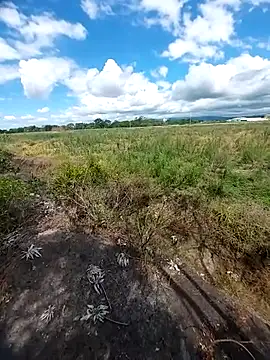 magraocam live sex cam