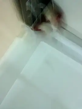 Swetyhoney's cam snapshot