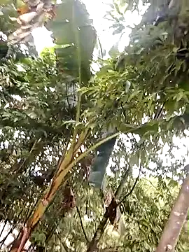 Maymay0033's cam snapshot