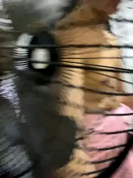 Dylams_maja live sex cam