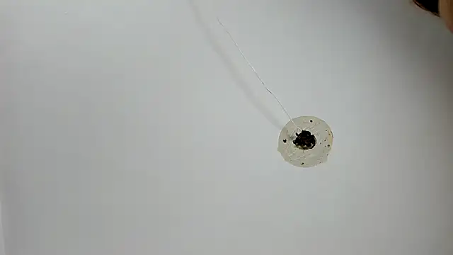 Dayana__Ospina live sex cam