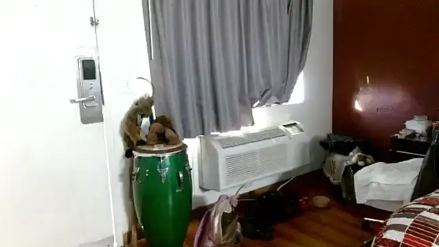 ibPMS's cam snapshot