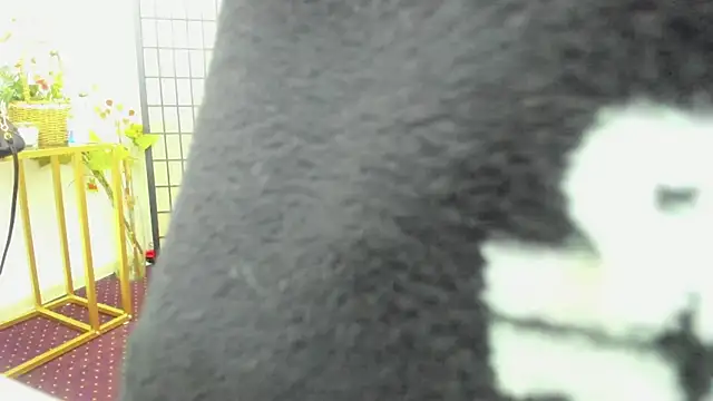 AishaRouhi's cam snapshot