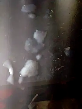 Pedazodeto's cam snapshot