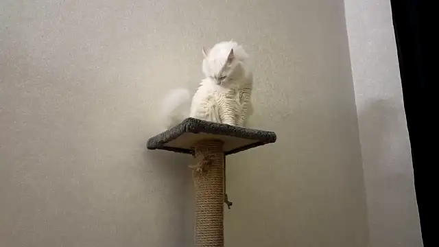 newproject_'s cam snapshot