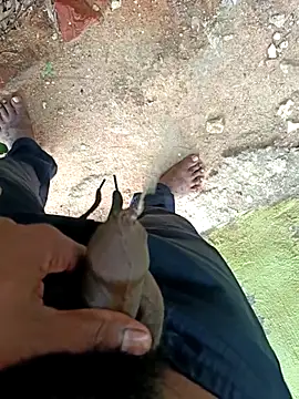 dolphiinn's cam snapshot