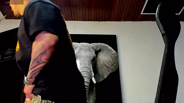 king_falconer's cam snapshot