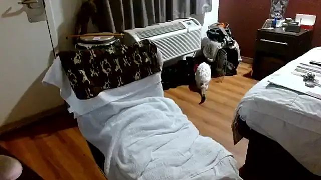 ibPMS's cam snapshot