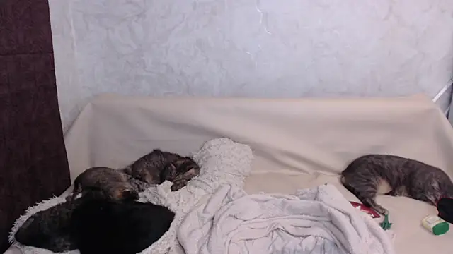 Olivia_Winston's cam snapshot