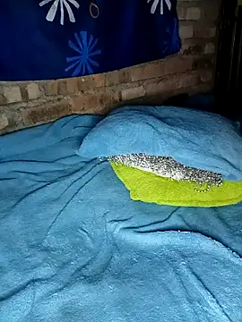 karola_horny live sex cam