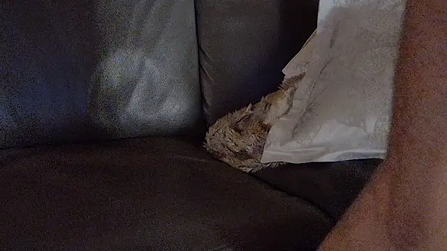 biggandybig live sex cam