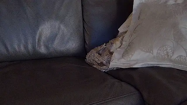 biggandybig live sex cam