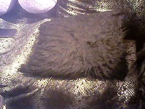 yourasiandesire69's cam snapshot