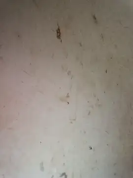 Dikchahot's cam snapshot