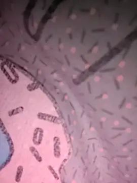 Ruhi_07's cam snapshot