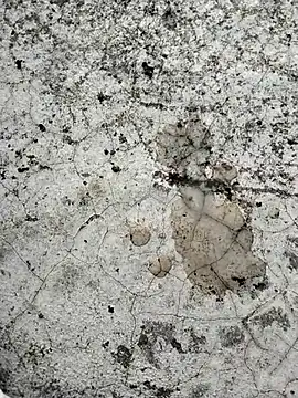 jellydicks live sex cam