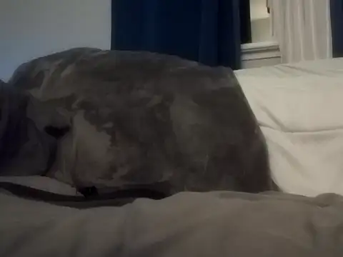 BigdickRick8UncuT's cam snapshot