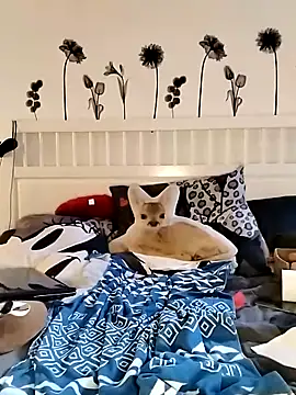 Tigerhill2023 live sex cam