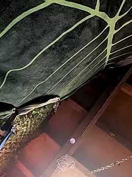 Armyexhibitionistvet's cam snapshot