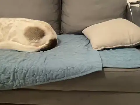 4small4inchlol live sex cam