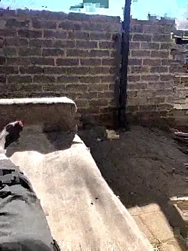 Big_B_Cock_1 live sex cam