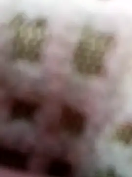 dolphiinn's cam snapshot