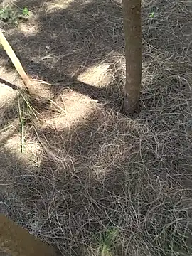 Gopal1243 live sex cam