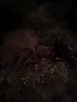 ThethunderPo's cam snapshot