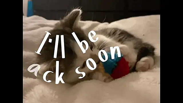 MustangMuse live sex cam