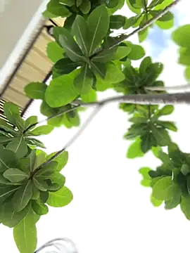 VendiMur's cam snapshot