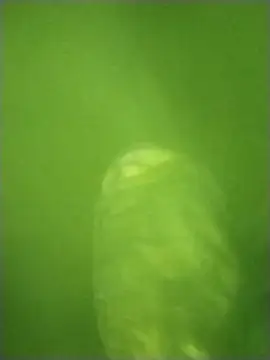 Cushington's cam snapshot