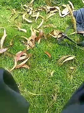 Cuervo_maniaco live sex cam