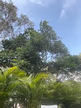 SweetieSinXXX live sex cam