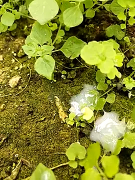 Sikici0734's cam snapshot