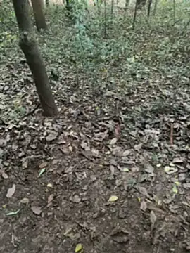 pimange34 live sex cam