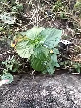 royalrohan3245's cam snapshot