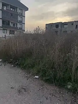 Turkishleo live sex cam