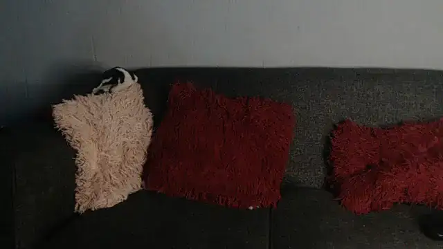 hoittytoittyxx live sex cam