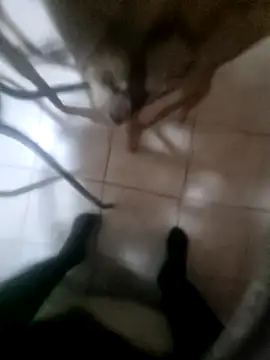 Lawrence067 live sex cam