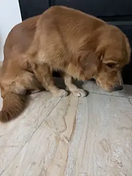 KabirDickhead live sex cam