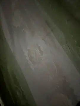 Spring-spring's cam snapshot