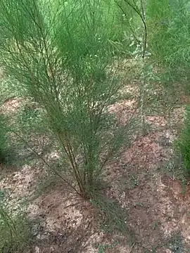 Gopal1243 live sex cam